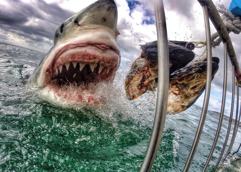 gopro-greatwhite